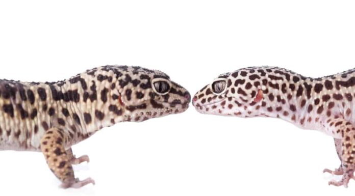 adult-leopard-gecko-close-up-white-background