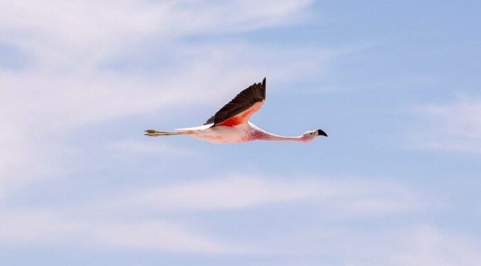 I fenicotteri possono volare?
