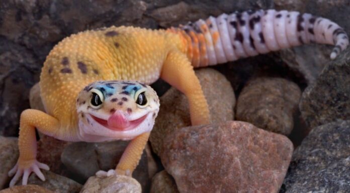 leopard-gecko-licking-lips-close-up