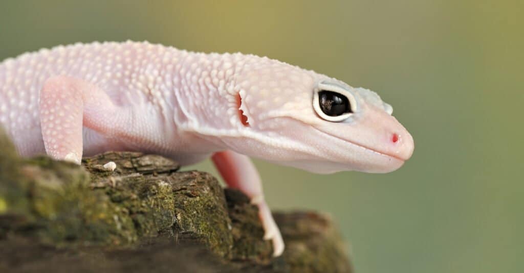 blazing-blizzard-leopard-gecko-morph