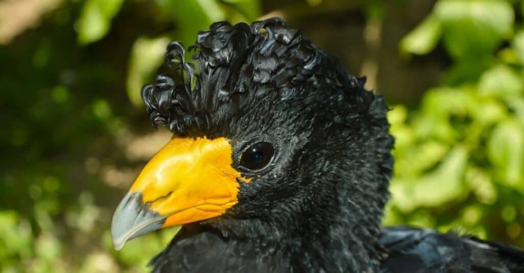 Uccelli con creste: Great Curassow