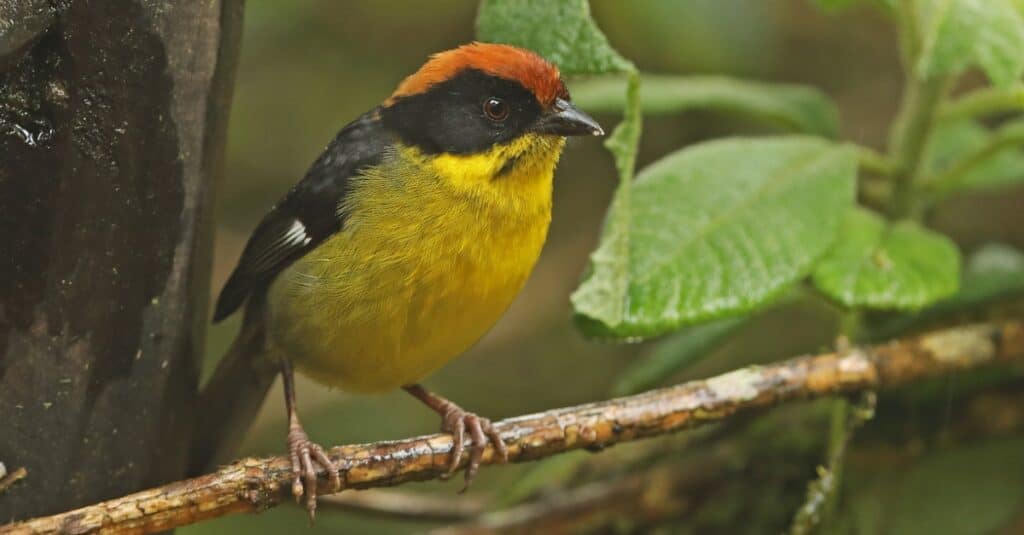 Uccelli dal petto giallo: Brushfinch dal petto giallo