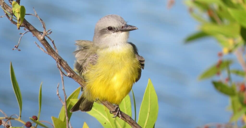 Uccelli dal petto giallo: Kingbird del divano