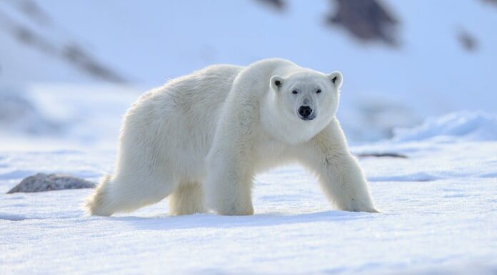 Confronto delle dimensioni dell'orso polare: quanto è grande l'orso più grande?

