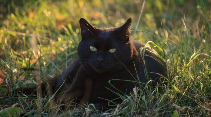 10 razze di gatti neri e nomi di gatti neri
