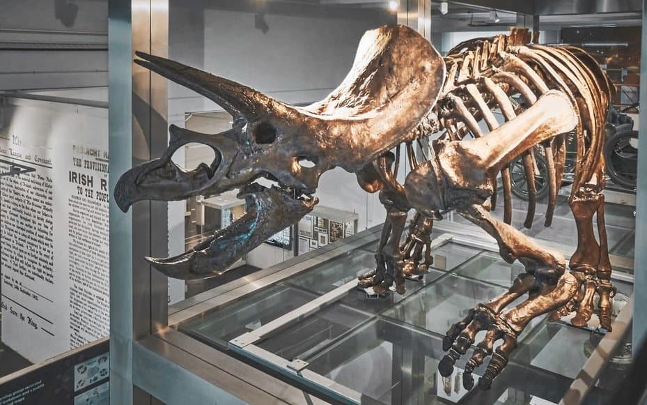 Fossile di triceratopo