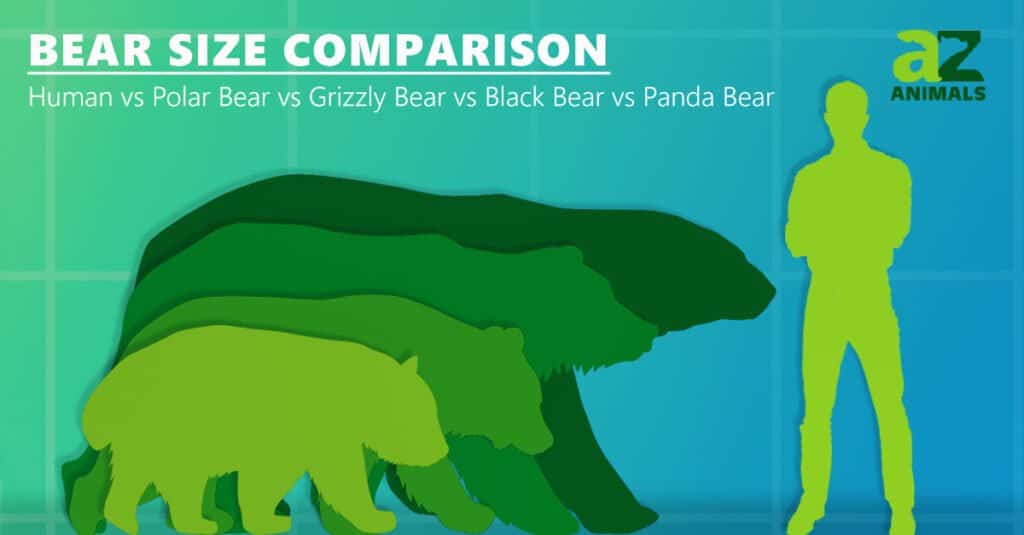 confronto dimensioni orso con orso polare orso nero orso grizzly orso panda
