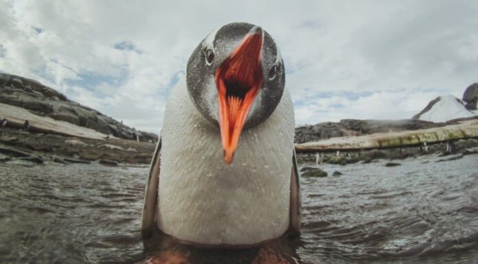 I pinguini hanno i denti?
