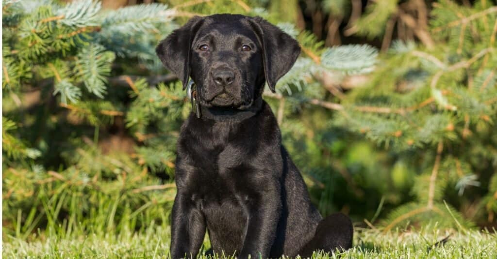 Cucciolo di Black Lab seduto davanti al pino