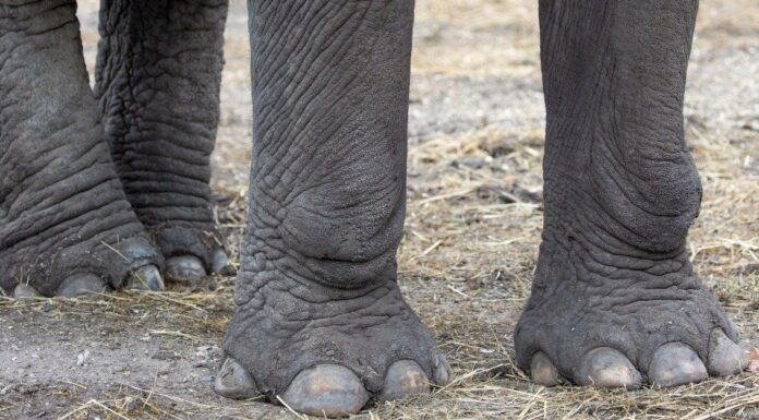 elephant-feet-up-close