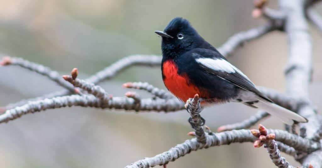 Uccelli dal petto rosso: Codirosso spazzacamino