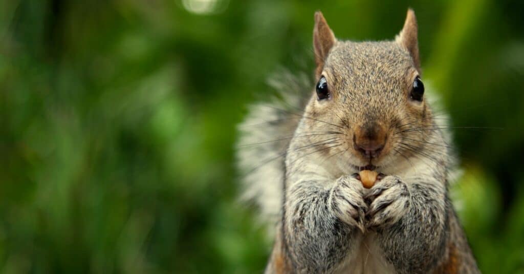 scoiattolo che mangia una noce