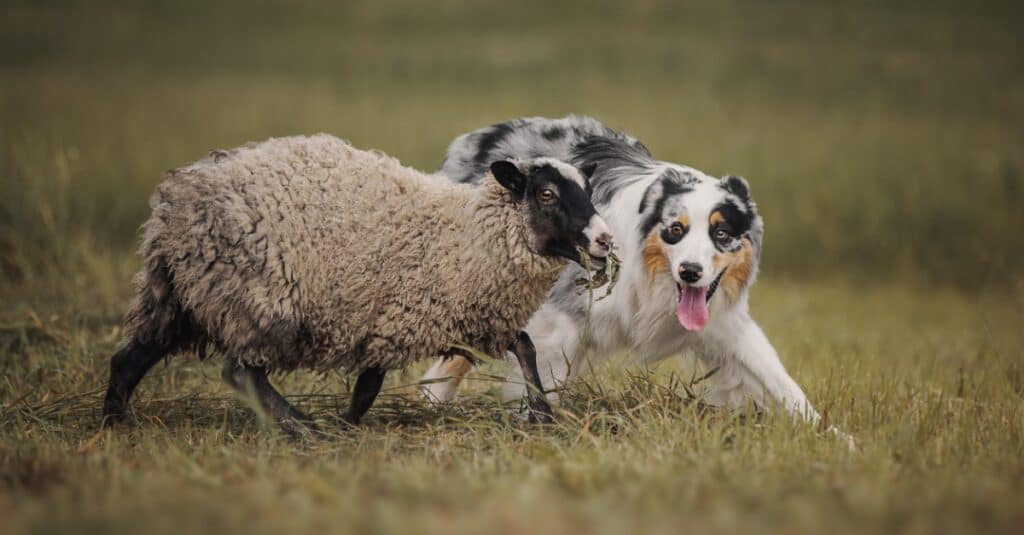 cane da pastore che pascola una pecora