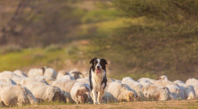 Tipi di cani da lavoro
