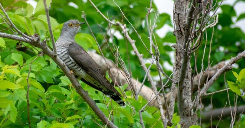 Uccello che ruba i nidi: il cuculo comune 