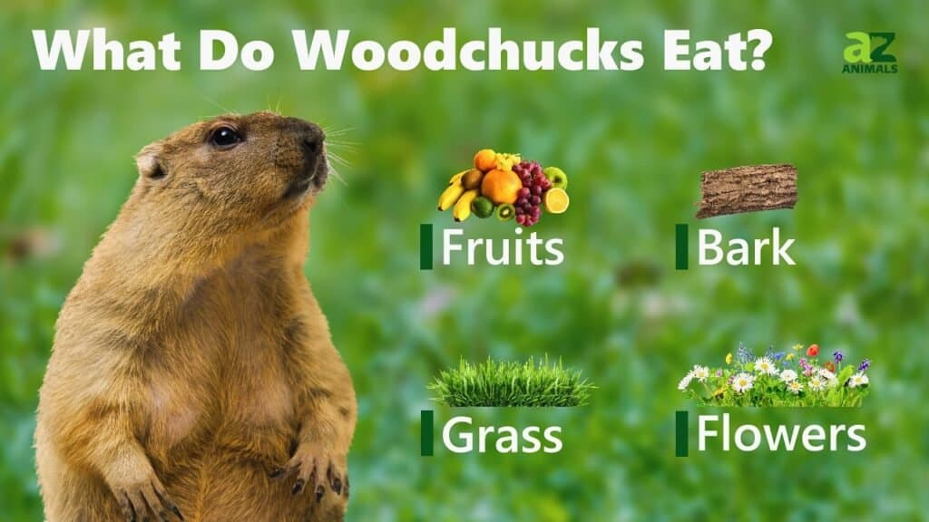 Cosa mangiano le marmotte
