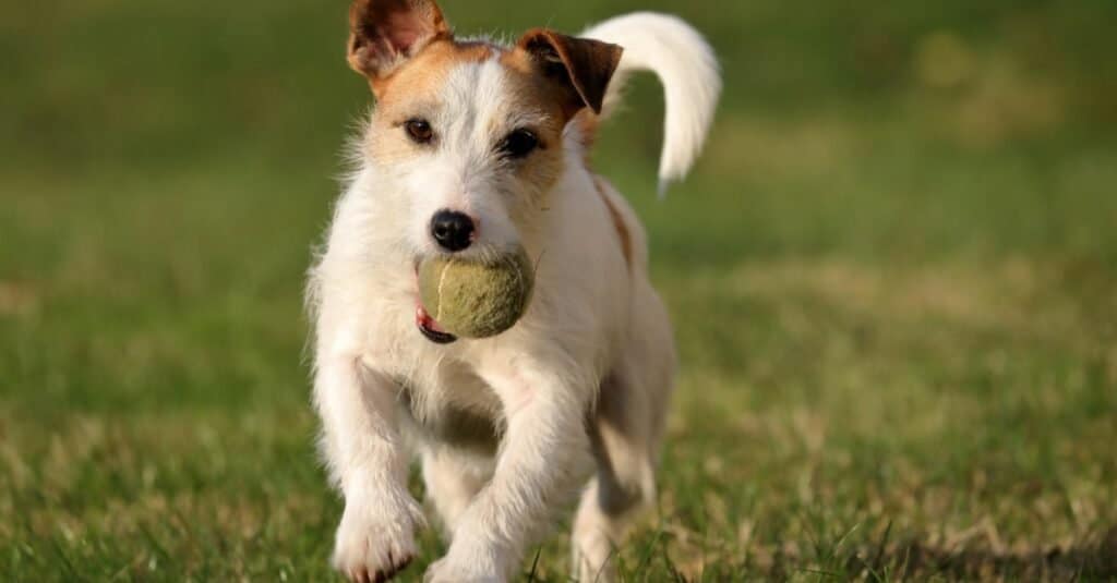 Tipi di terrier