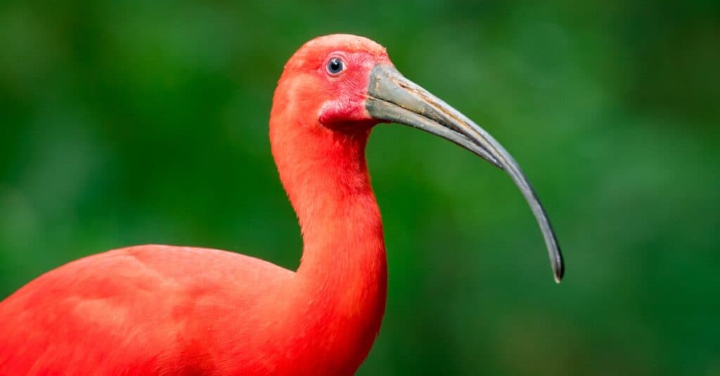 Uccelli rossi: Ibis scarlatto
