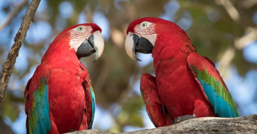 I più grandi pappagalli sono Ara rossa e verde