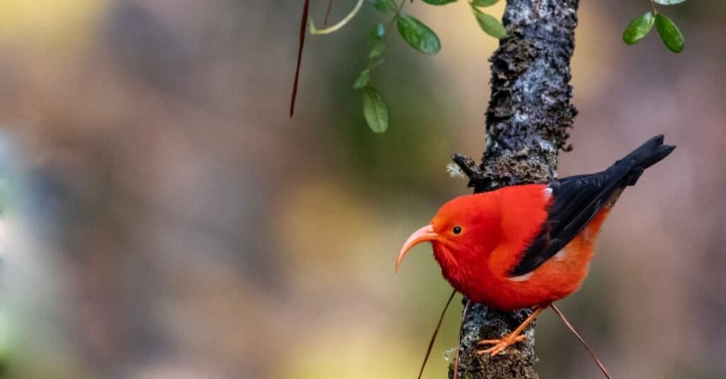 Uccelli rossi: 'I'iwi