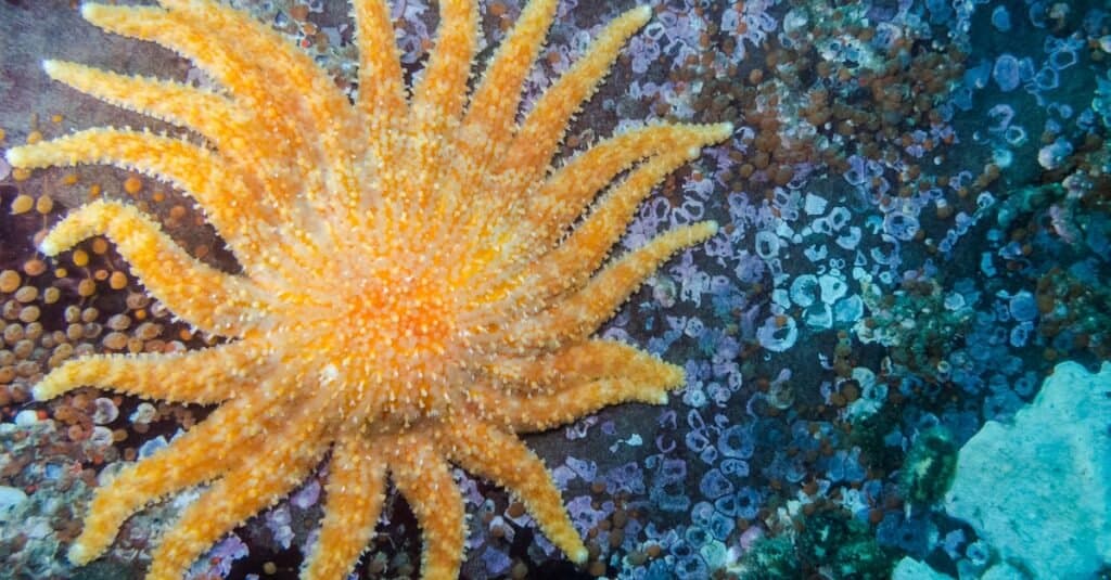 Stelle marine della stella di mare del girasole