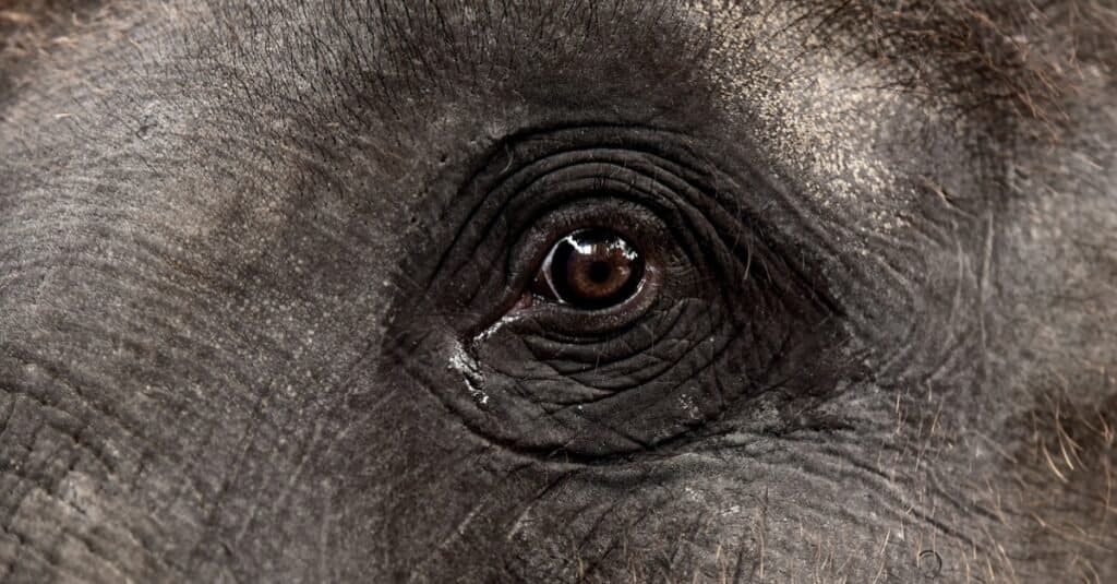 occhio-di-un-elefante-asiatico