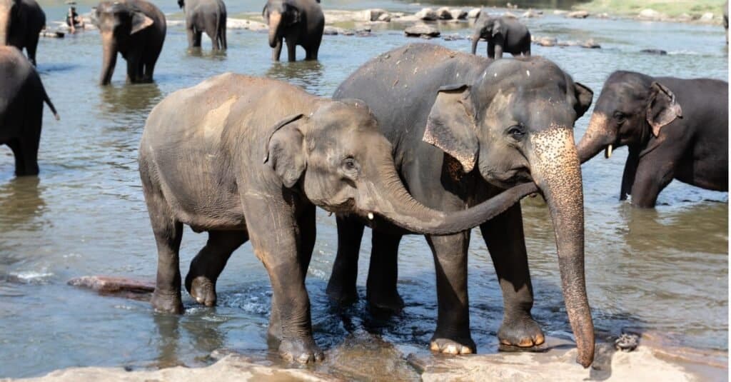 Gli elefanti sono mammiferi... elefanti che fanno il bagno
