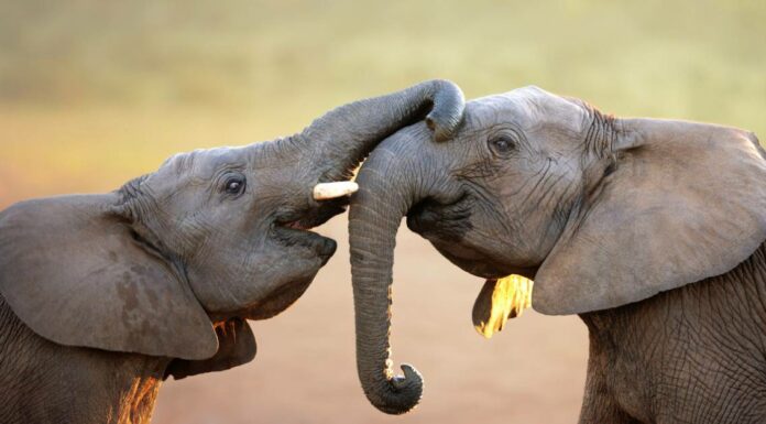 elephants-touching-each-other