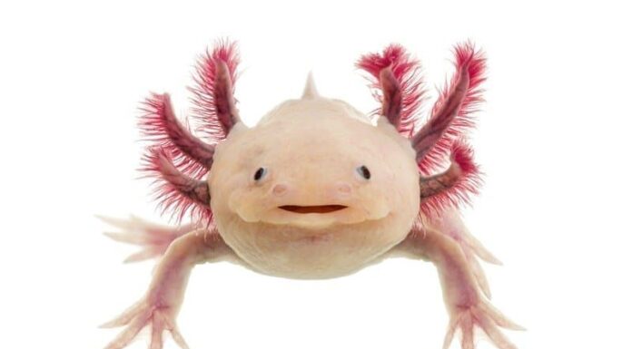 Quanto diventano grandi gli Axolotl? 
