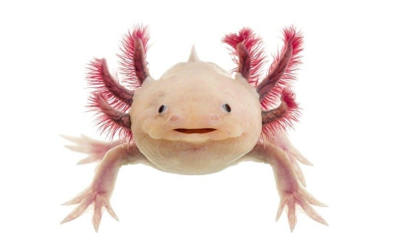 Una fotografia isolata di un axolotl