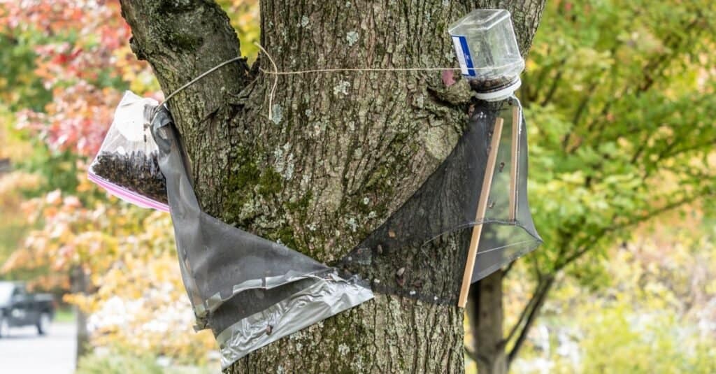 Come costruire una trappola per mosche lanterna maculata