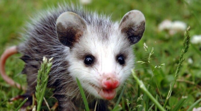 Playing Possum: 9 animali che si fingono morti per sopravvivere
