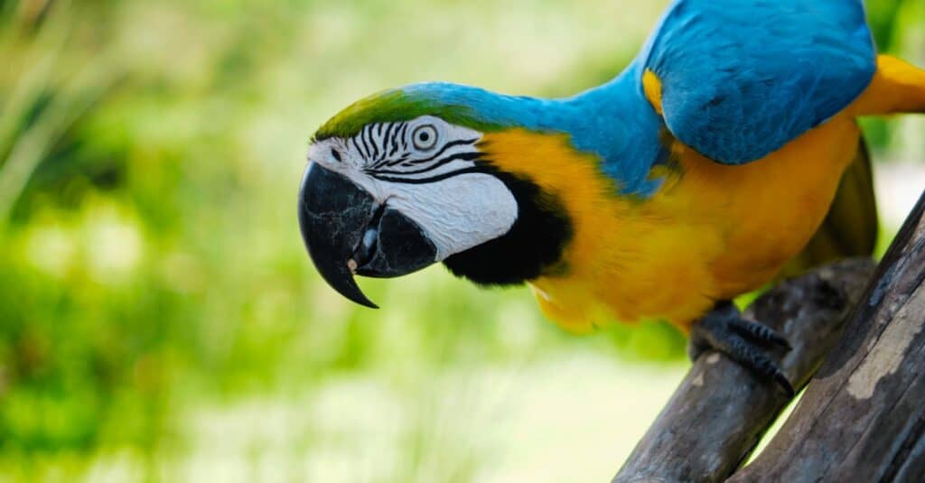 I più grandi pappagalli - Ara dalla gola blu