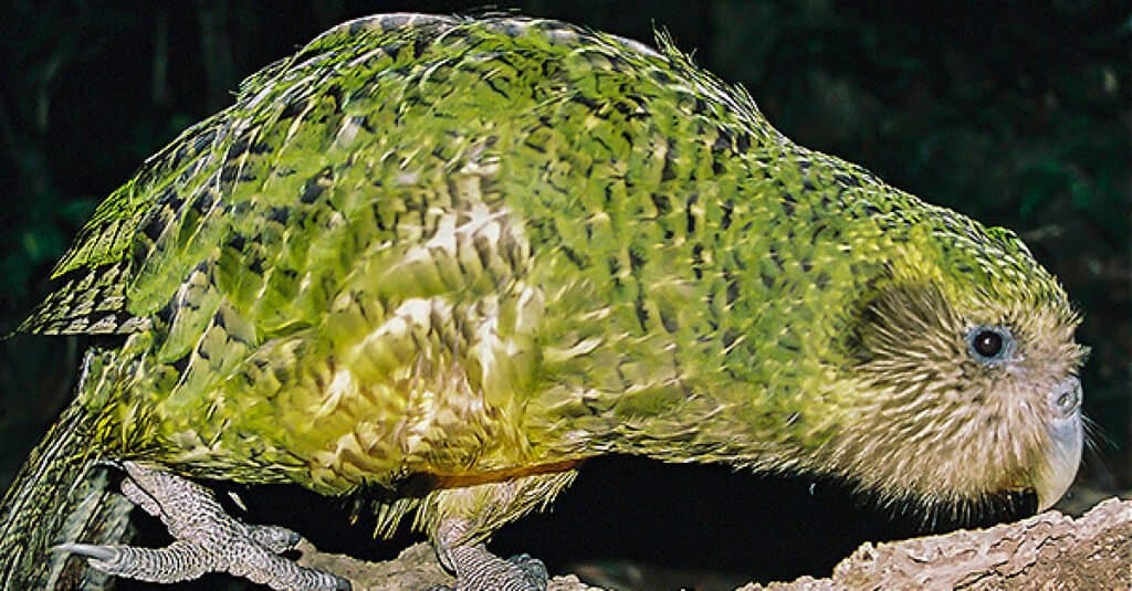 Animali interessanti – Kakapo