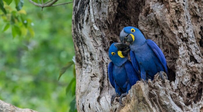 Scopri i 10 pappagalli più grandi del mondo
