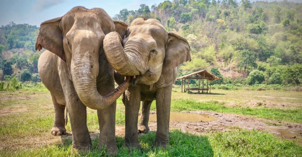 Elefanti asiatici che mangiano insieme