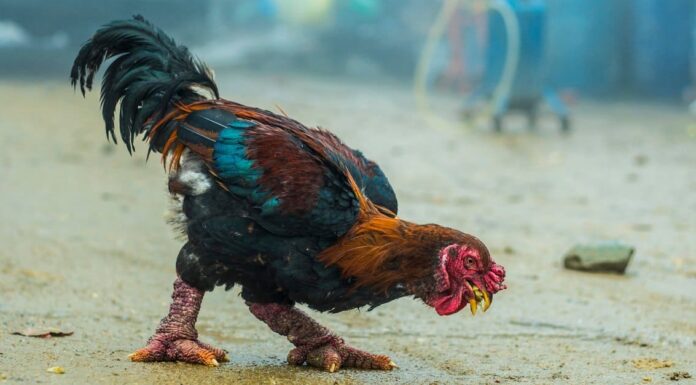 Largest Chickens - German Langshan 