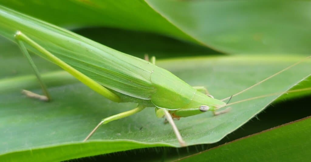 Le cavallette più grandi sono le cavallette cinesi