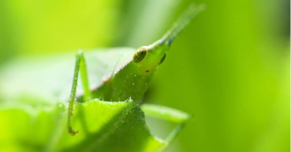 Le cavallette più grandi - Pyrgomorph dell'erba settentrionale