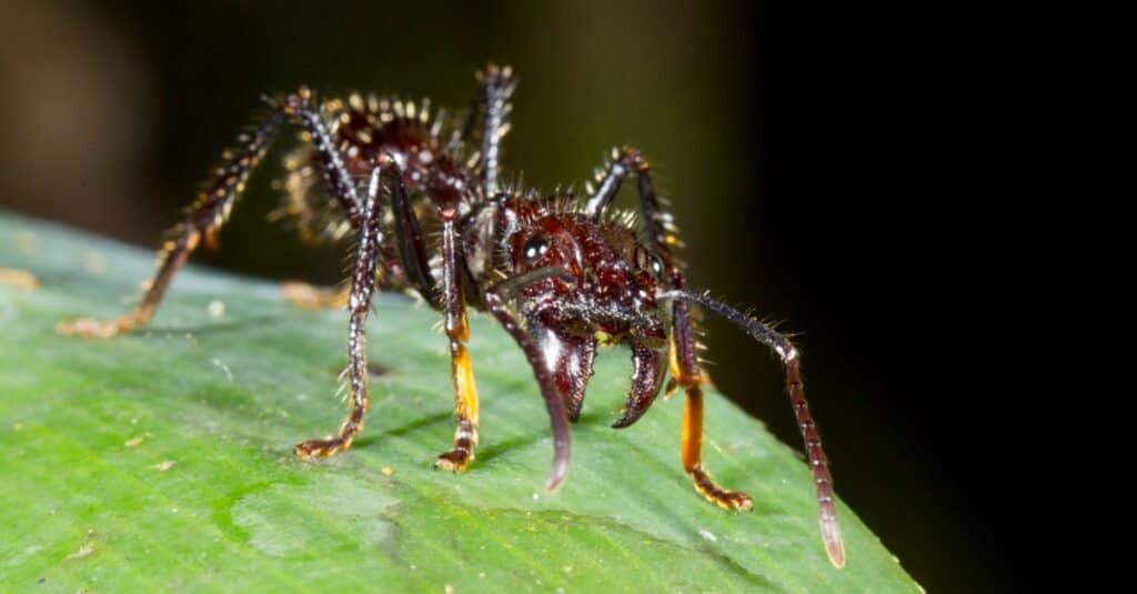 Le formiche più grandi sono le formiche proiettile 