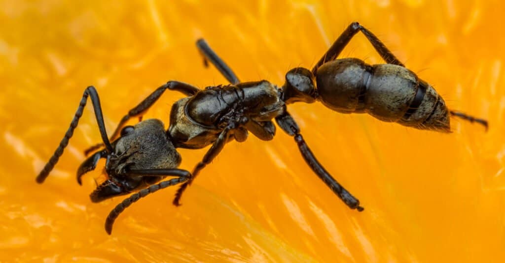 La più grande formica è l'amazzone gigante 