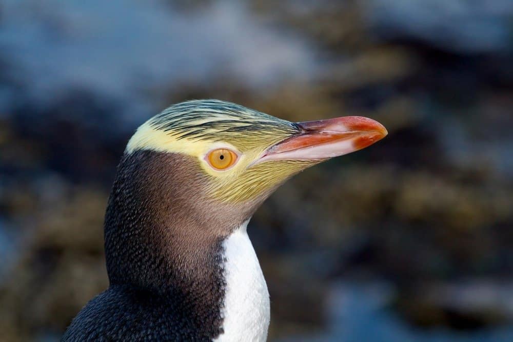 Il pinguino dagli occhi gialli Megadyptes antipodes o Hoiho è un raro pinguino originario della Nuova Zelanda