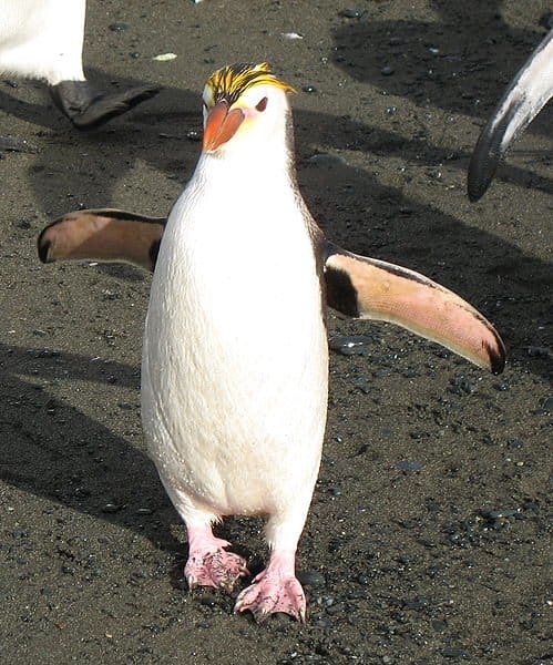 Pinguino reale che cammina sulla sabbia