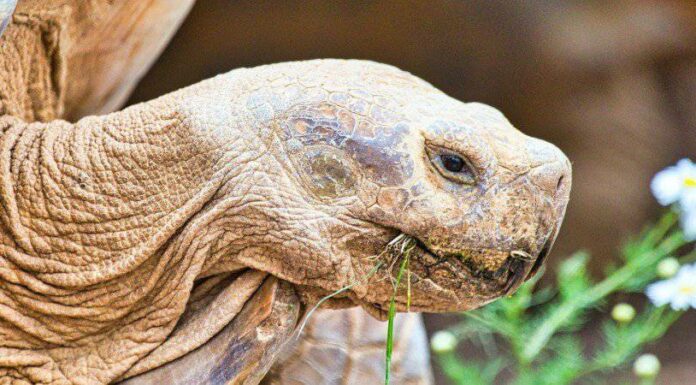  Quanti anni ha la tartaruga più vecchia del mondo?  5 tartarughe sopravvissute per secoli

