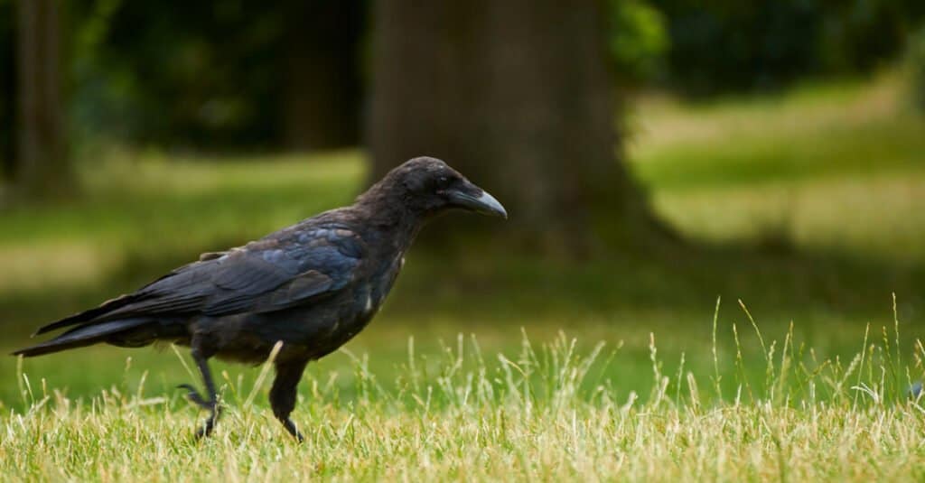 10 animali che accumulano - corvidi