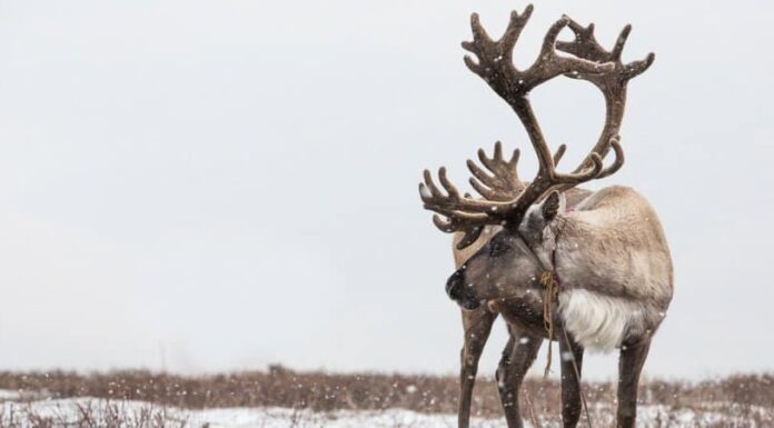 I 12 animali del Natale da tutto il mondo
