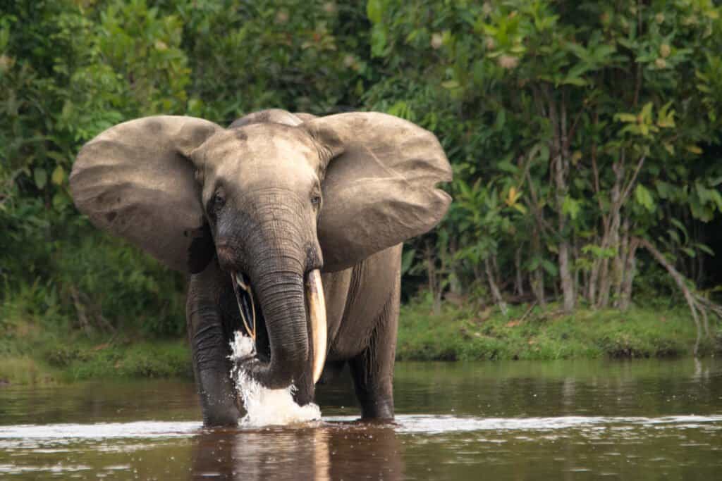 Elefante della foresta