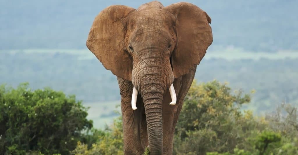 Elefante africano, Loxodonta africana, toro, maschio, Addo Elephant Park, Sud Africa