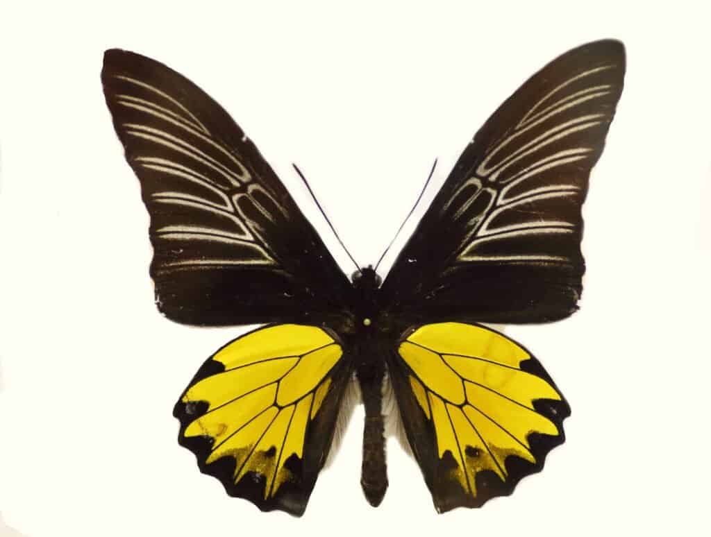 Buru Birdwing opalescente