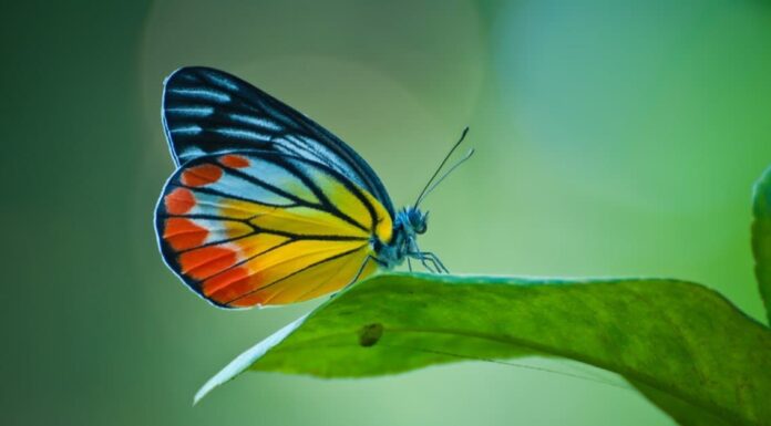 Le 12 farfalle più grandi del mondo
